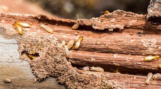 Termite Control